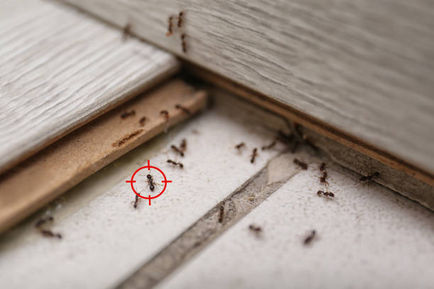 Best Mosquito Control Services  in Big Pine, CA
