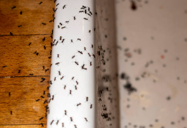 Best Emergency Pest Control  in Big Pine, CA
