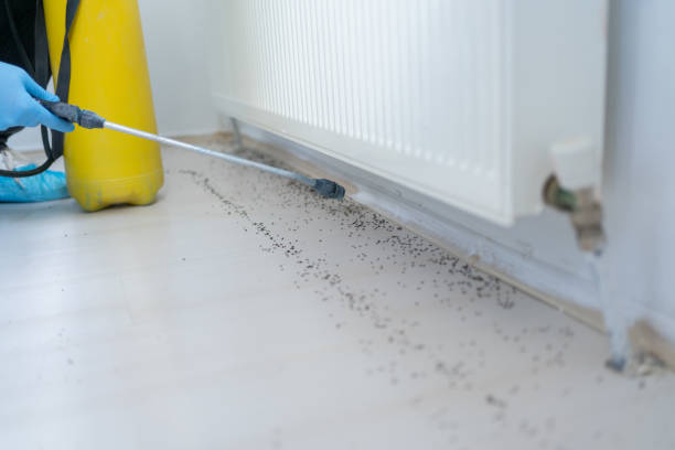 Best Ant Control Services  in Big Pine, CA